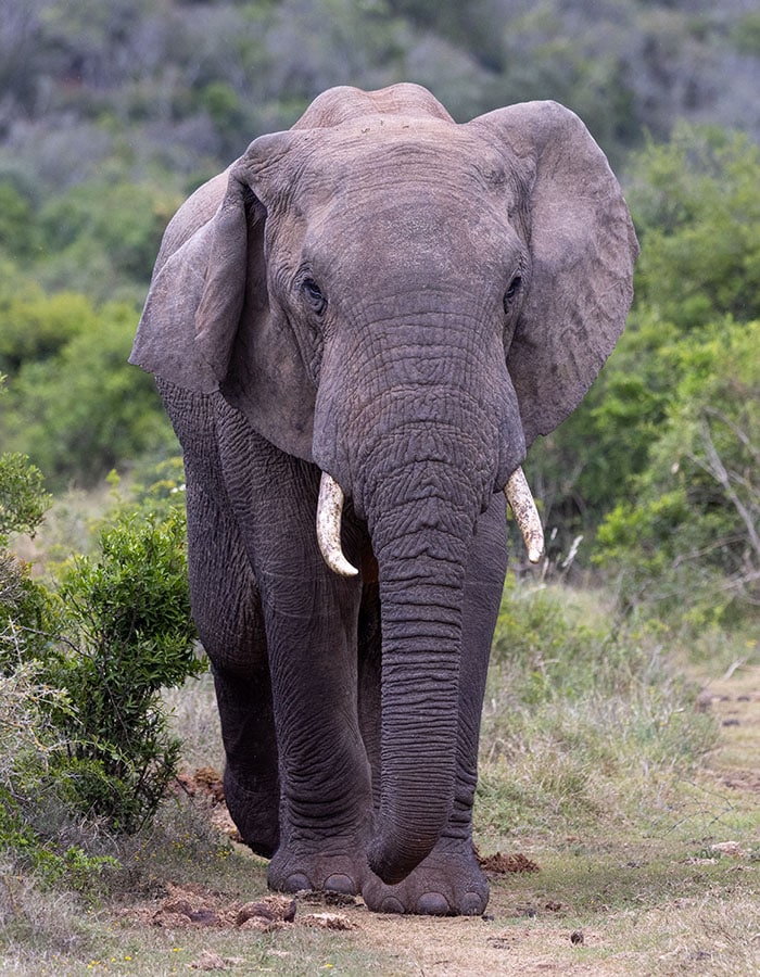 An elephant in the wild