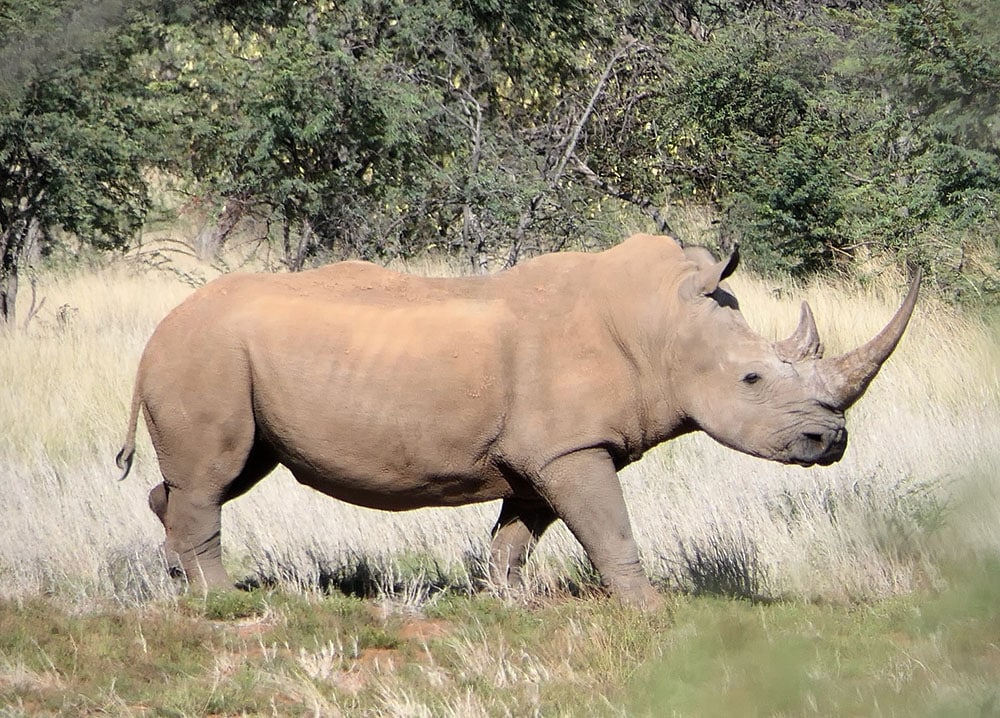 A rhino in the wild