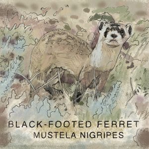 Animation of a Black-Footed Ferret by Chris Johnson