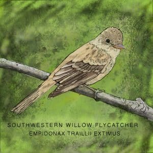 Animation of a Fly-Catcher by Chris Johnson