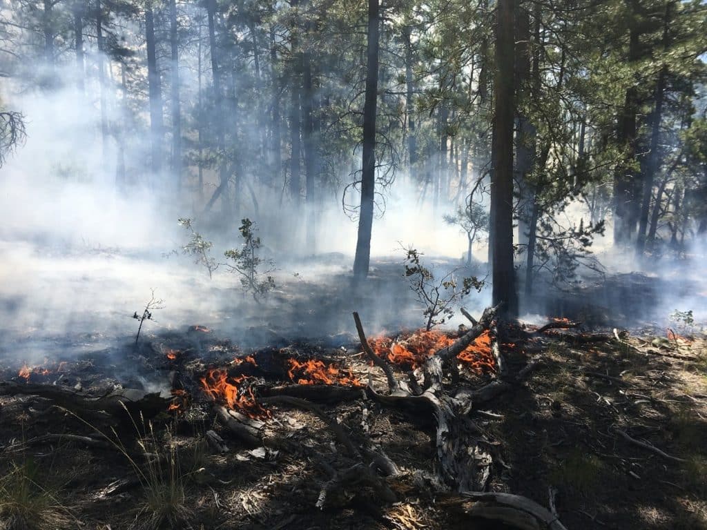 Study: Managed fires in wilderness areas restore forests and reduce wildfire risks