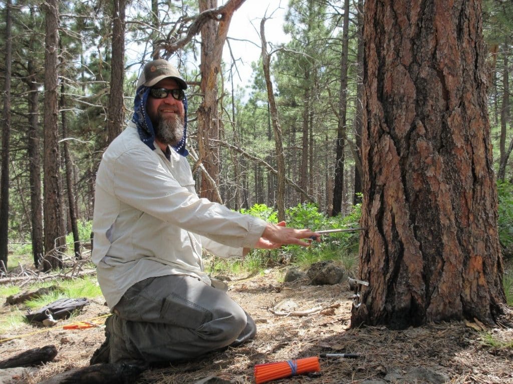 John Paul Roccaforte coring an old tree