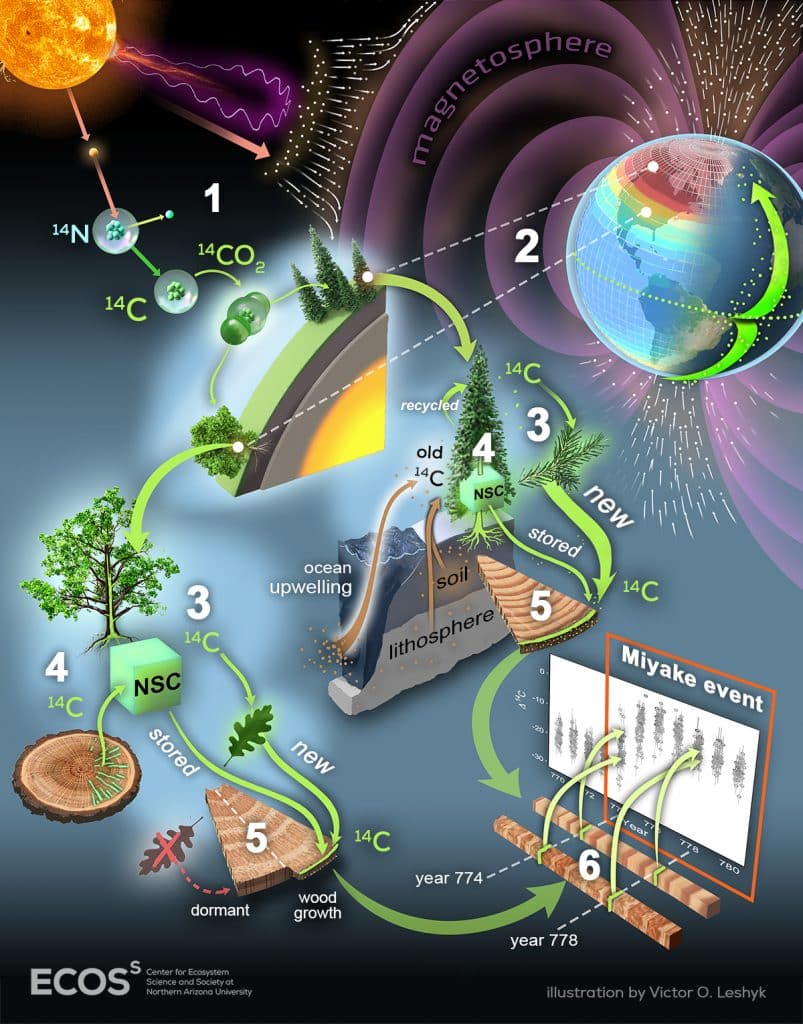 Artist’s representation of how 14C produced by cosmic rays is recorded in tree ring cellulose.