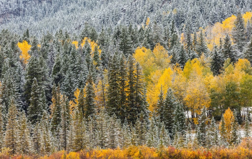 Snow-covered forest of coniferous evergreen trees and yellow birches and aspens