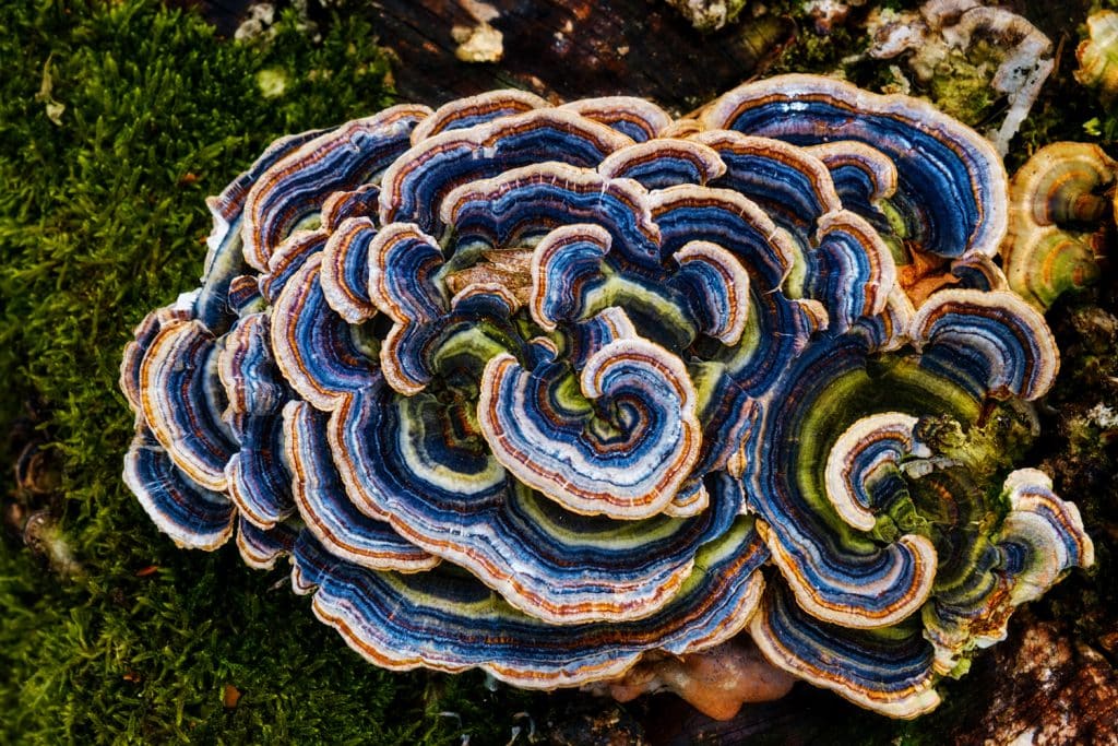 Bright blue and orange brackets on a mossy stump
