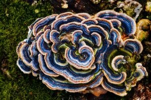 Bright blue and orange brackets on a mossy stump