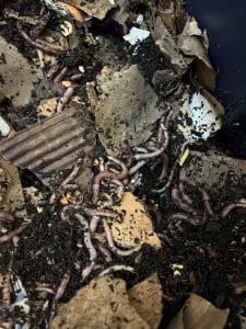 Vermicomposting vin with worms, cardboard, soil and waste
