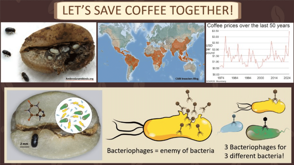 Graphic showing how coffee berry borers eat their way into coffee beans and where they've spread.