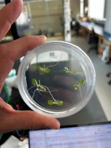 Hand holding a sample of germinated seeds