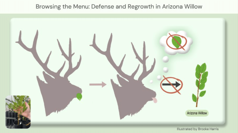Graphic showing how elk eat Arizona willow