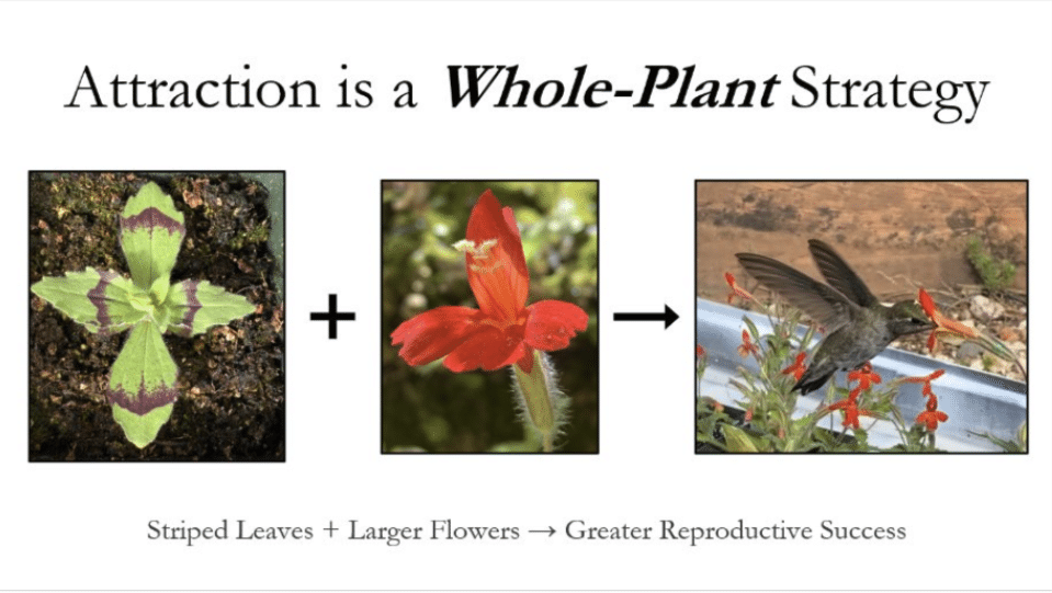 Pictures of different plants and flowers