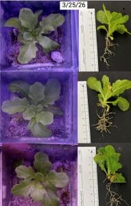 Lettuce lab samples showing the roots