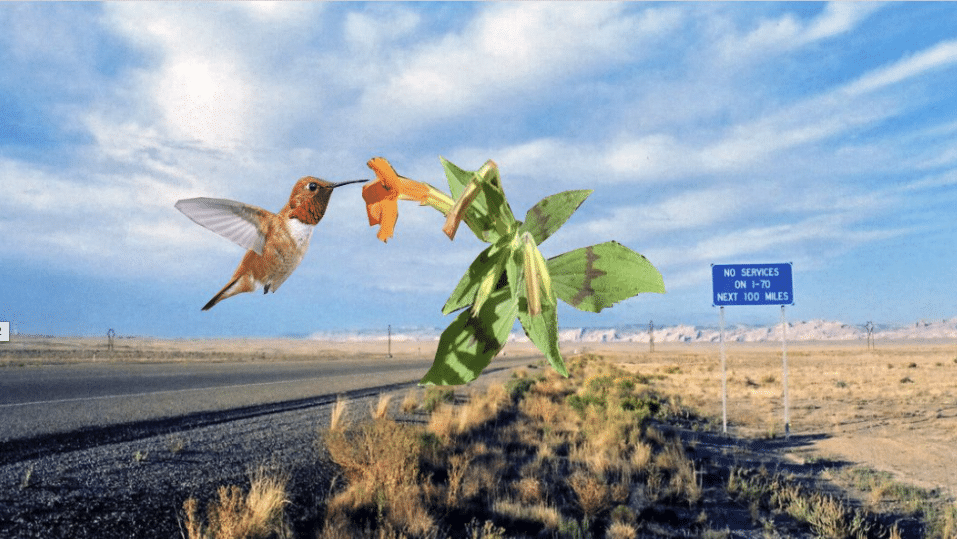 A hummingbird eating at a flower by the side of the road.