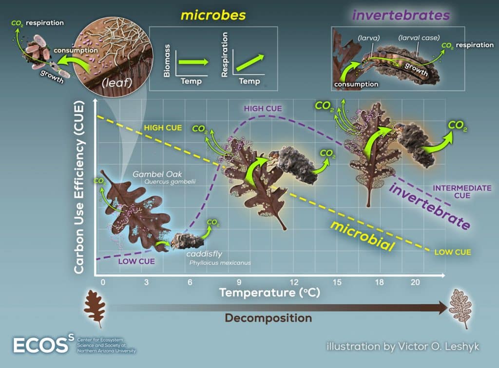 How warming shifts carbon use in stream ecosystems, increasing carbon loss as CO₂ and reducing the amount converted into biomass by microbes and aquatic insects during leaf decomposition.