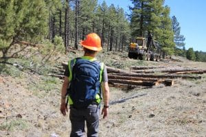 Man walking toward a tractor cutting logs in a pine forest