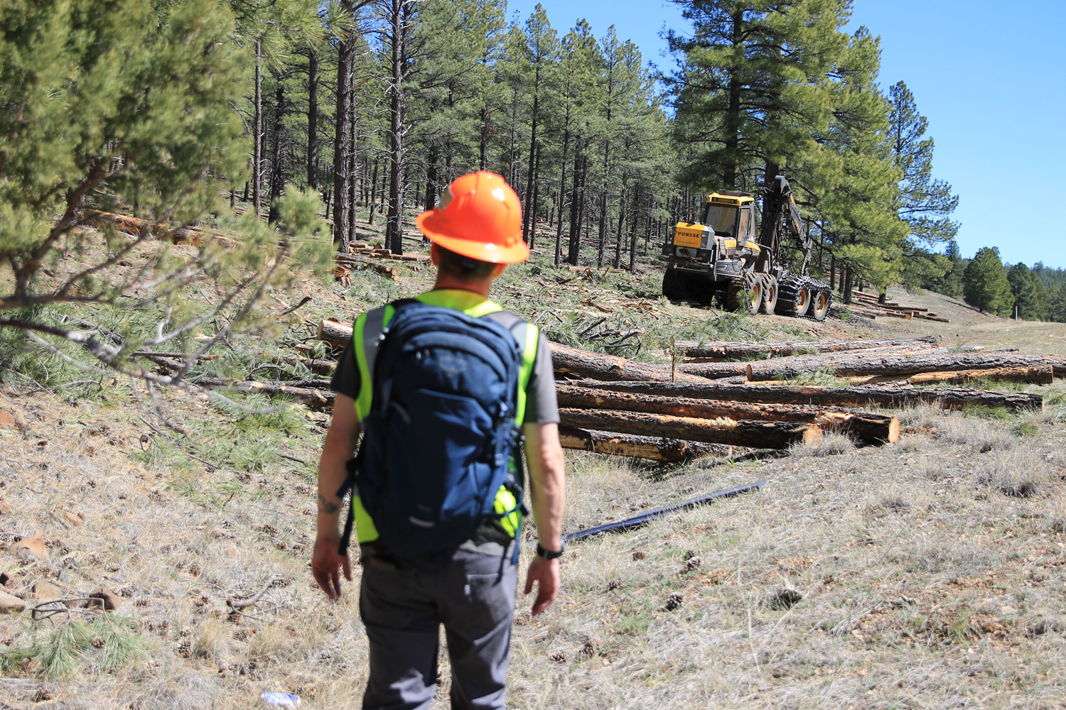 Man walking toward a tractor cutting logs in a pine forest