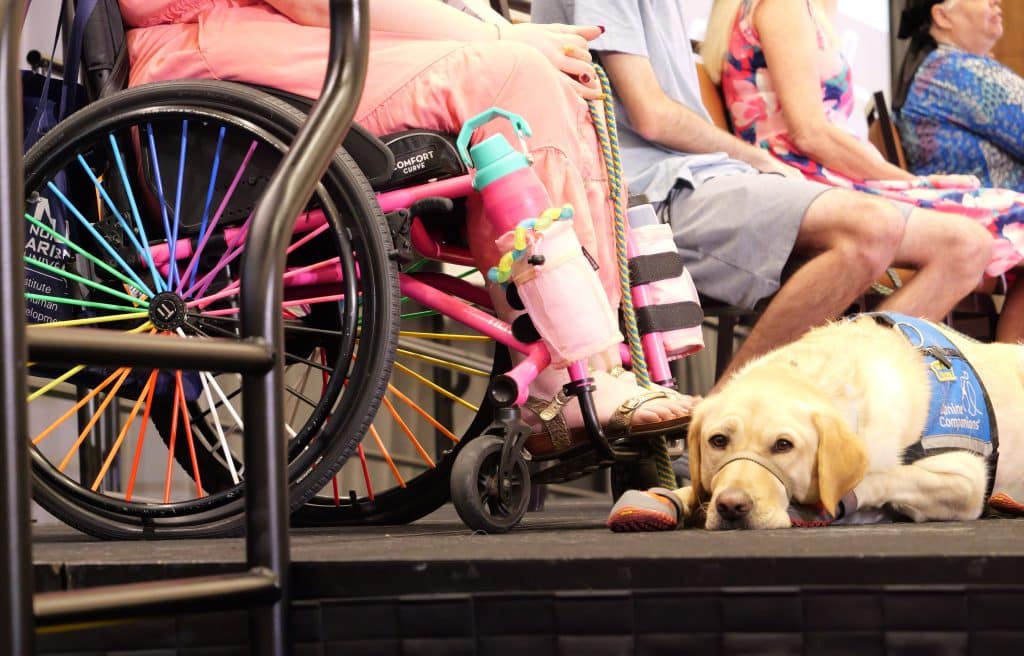 dog lying next to a wheelchair user's lap and feet, with a colorfully spoked wheel