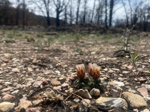flowering pediocactus in a burned and bare forest
